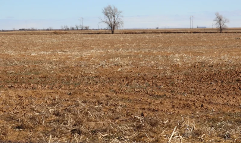 Barren field with a distant leafless trees.