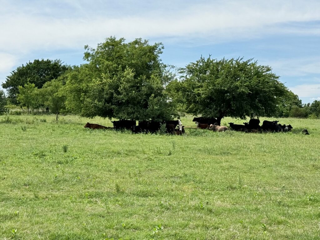 Dickens Co 63 acres