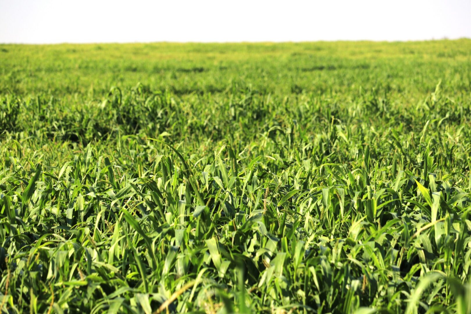 Hale, Floyd Co 458 acres